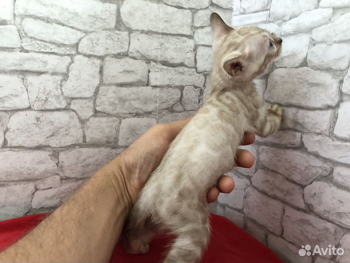 Бенгальская кошка