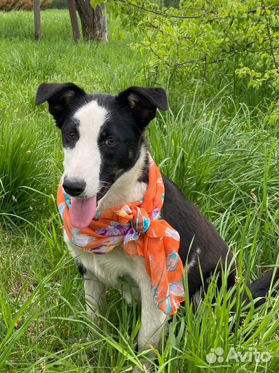 Ваша собака