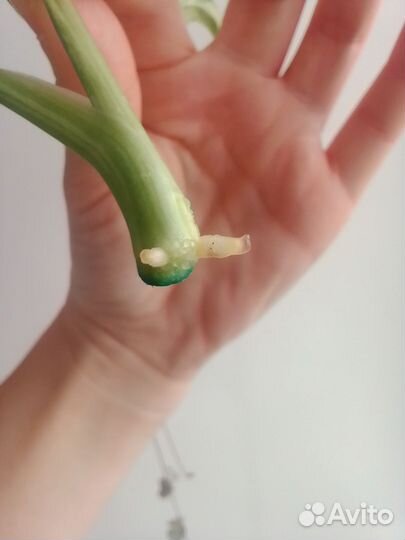 Монстера Адансона Индоминт, церопегии Вуди вар