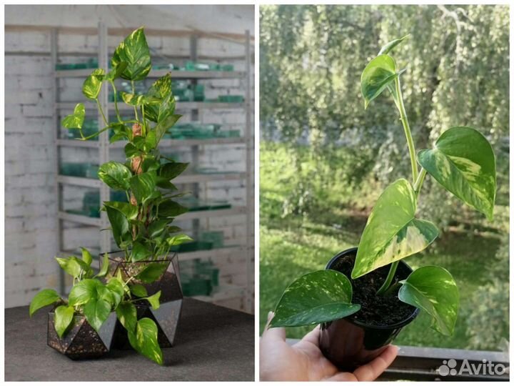 Комнатные растения