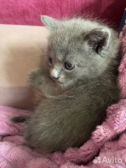 Британец мальчик