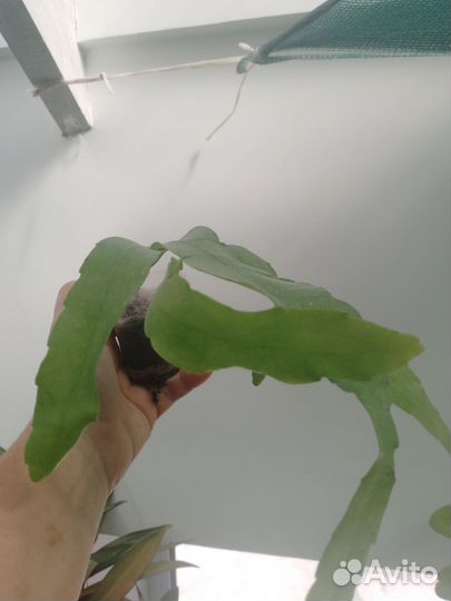 Отростки цветов