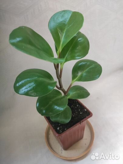 Пеперомия туполистная