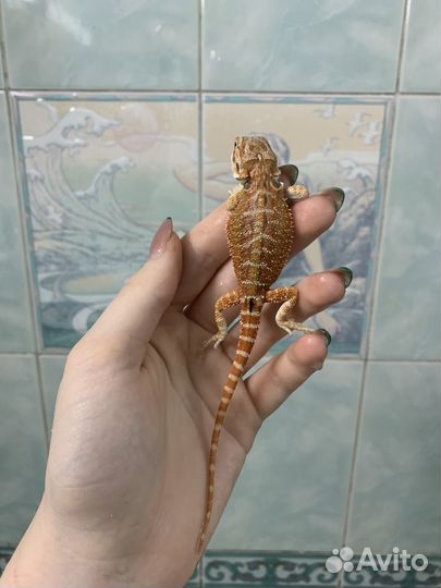 Бородатые анамы (50% рэд)