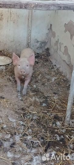 Поросята ландрас