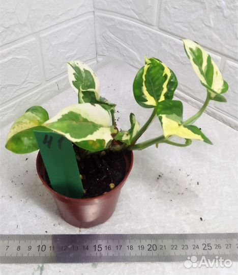 Эпипренумы сциндапсусы филодендроны