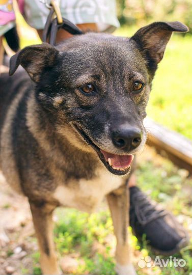 Нежная собака Булочка в добрые руки