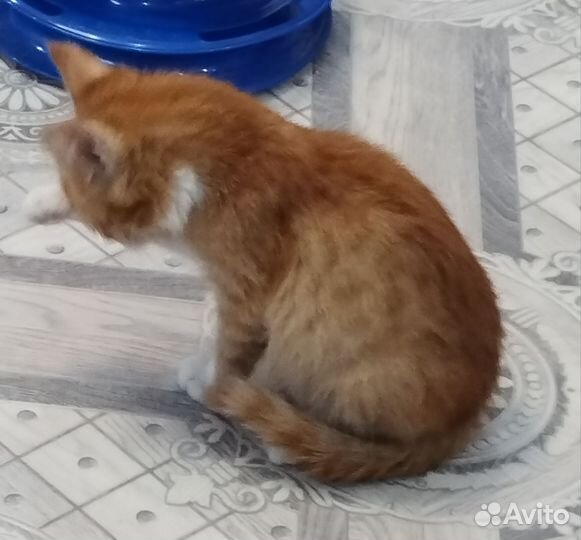 Котёнок-мальчик в добрые руки