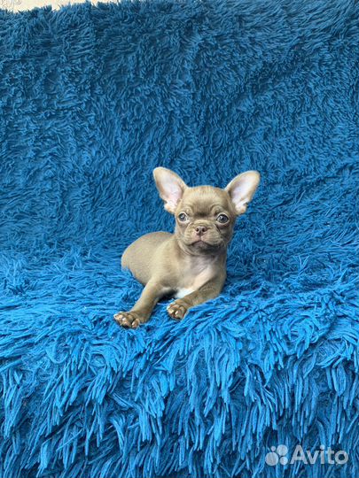 Брутальный мальчик чихуахуа