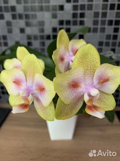 Орхидея фаленопсис Грин Бетмен