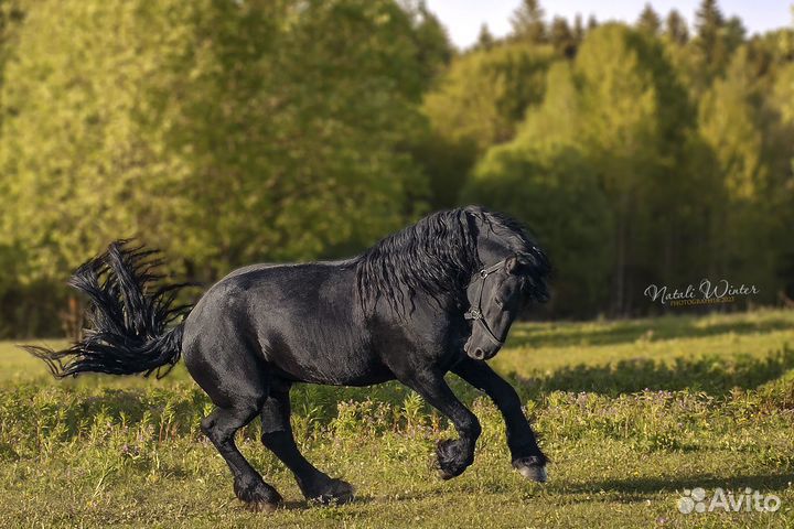 Фриз в аренду