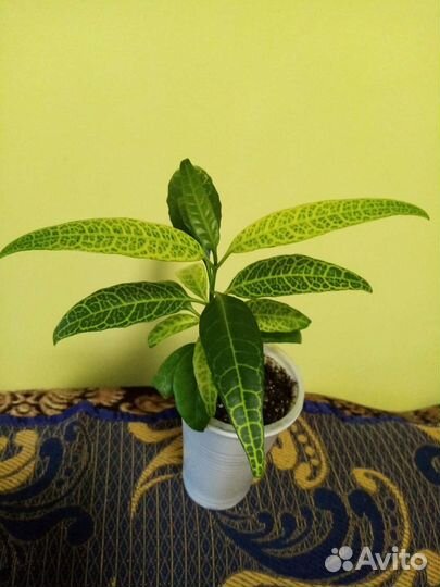 Псевдоэрантемум сетчатый