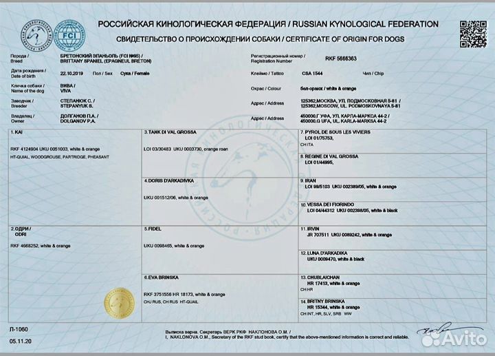 Щенки бретонского эпаньола