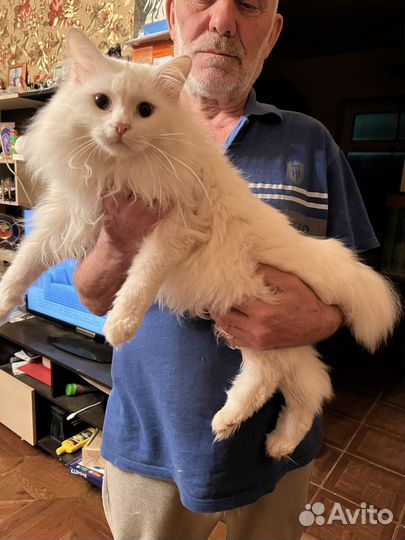 Курильский бобтейл