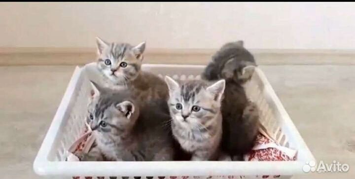 Шотландская вислоухая