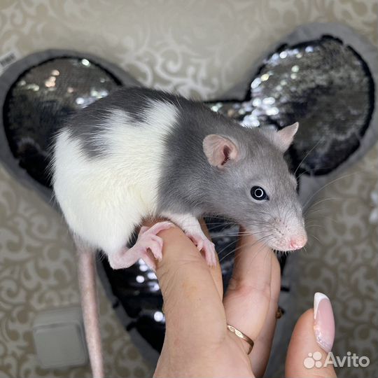 Питомник. Дамбо крысы, крысята, крыса