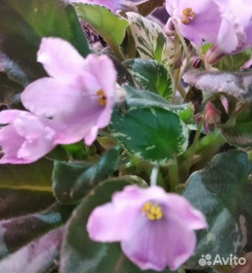 Трейлерные фиалки