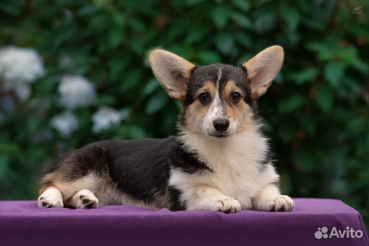 Вельш-корги пемброк