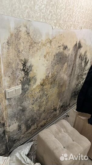 Удаление плесени в Москве