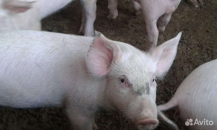 Поросята кб