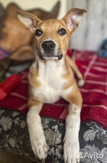 Эксклюзив с породными корнями, стерильная в дар