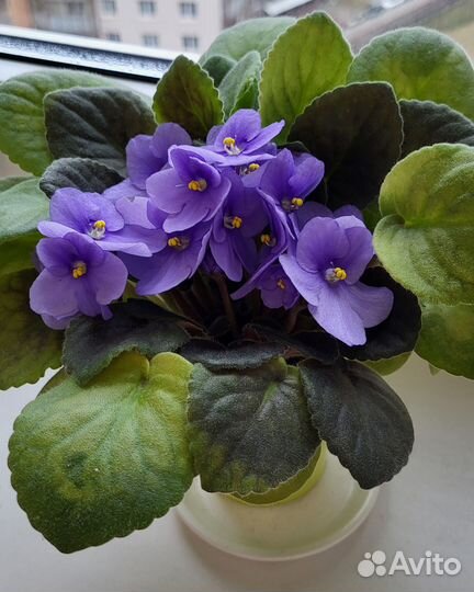 Фиалки цветущие в горшке