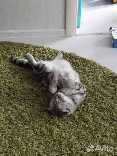 Котята шотландские