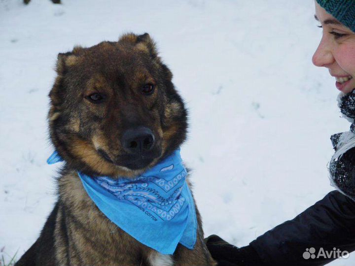 Собака улыбака Кекс в добрые руки