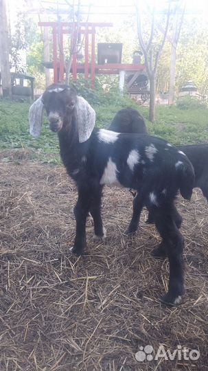 Нубийские козлята