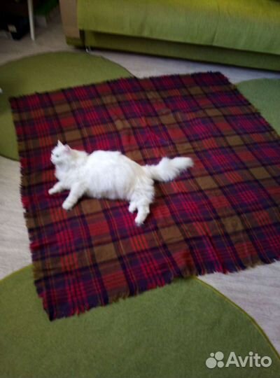 Палантины и шарфы