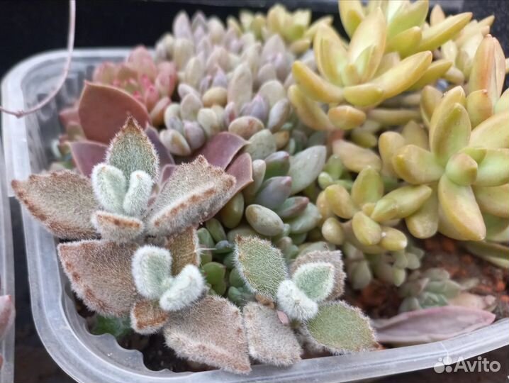 Кактусы и суккуленты, хавортии, эхеверии