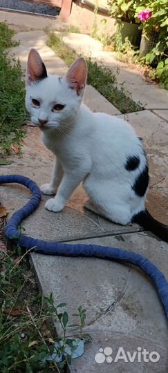 Котята в добрые руки бесплатно