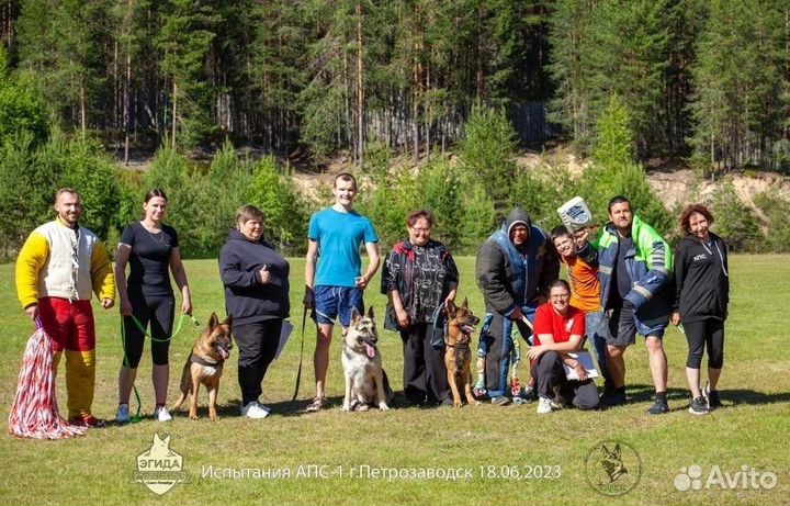 Дрессировка собак. Услуги кинолога. окд,зкс,апс