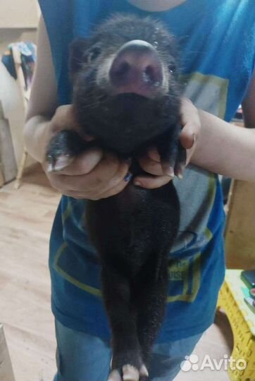 Мини пиг и Микропиг