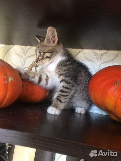 Потрясающий котенок