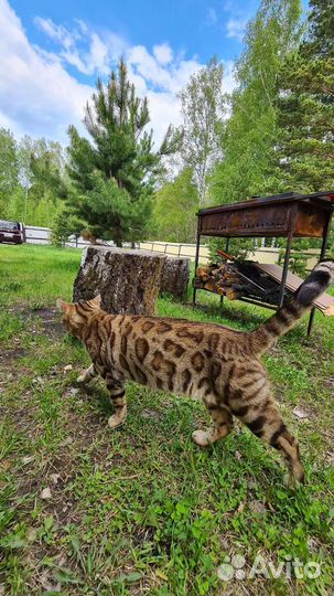 Бенгальские котята