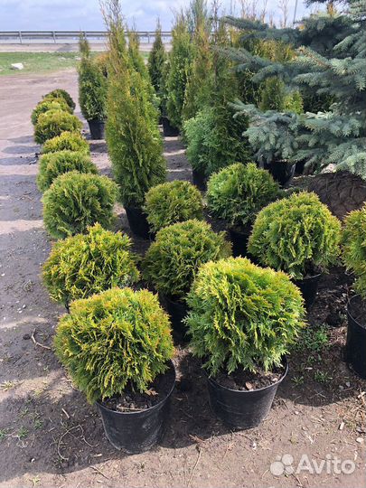 Туя шаровидная даника