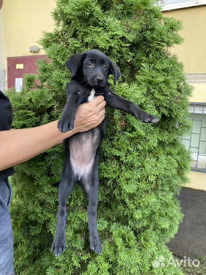 Щенок в добрые руки бесплатно