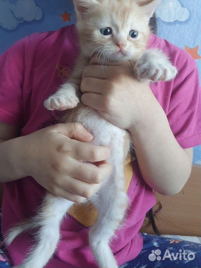 Отдам в добрые руки