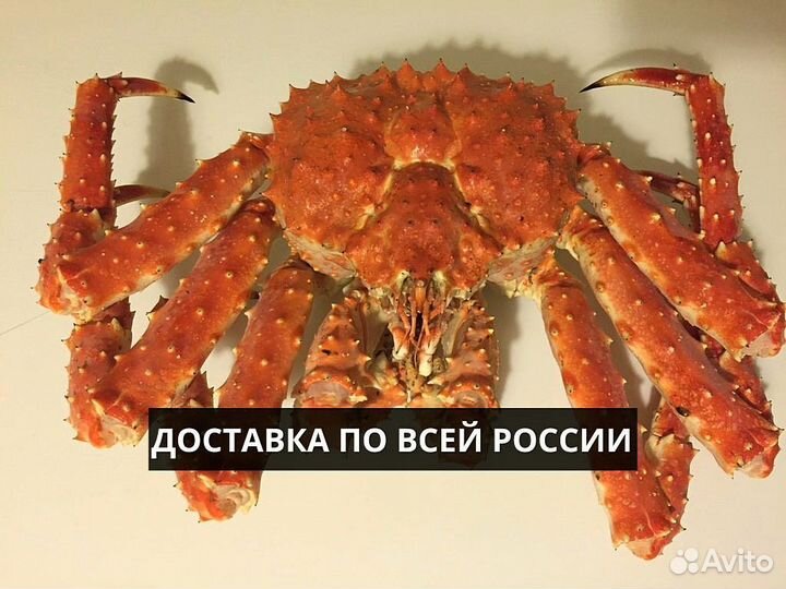 Краб Камчатский