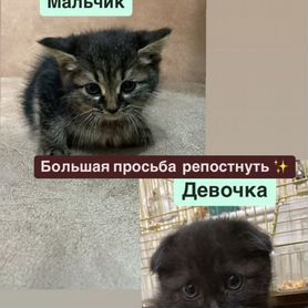 Котята в добрые руки бесплатно