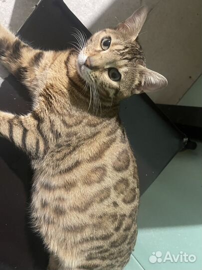 Бенгальский котёнок