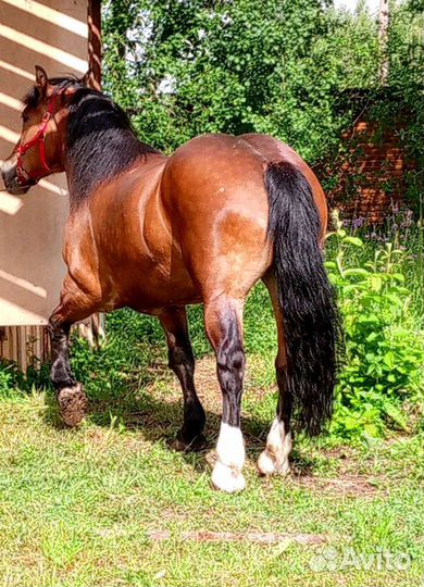 Кобыла тяжеловоз