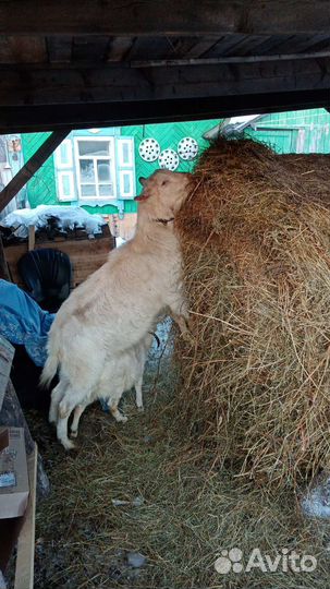 Комолый козёл зааненской породы