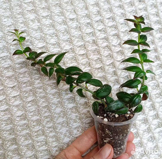 Колумнея Carnival, укорененный черенок