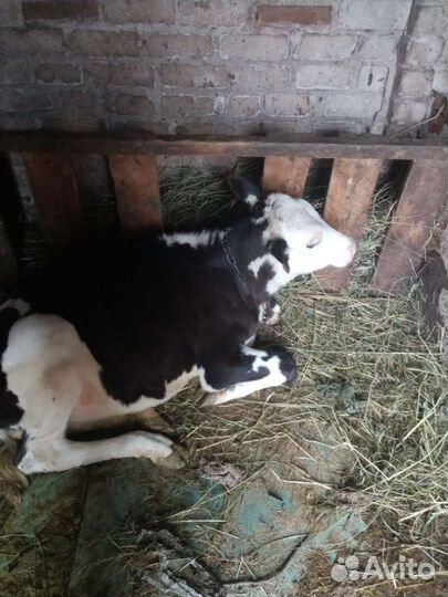 Продажа телят