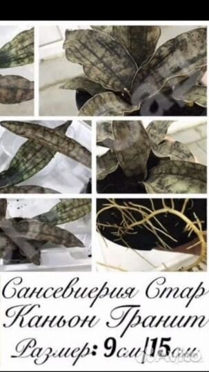 Сансеверия/Церопегия/агава