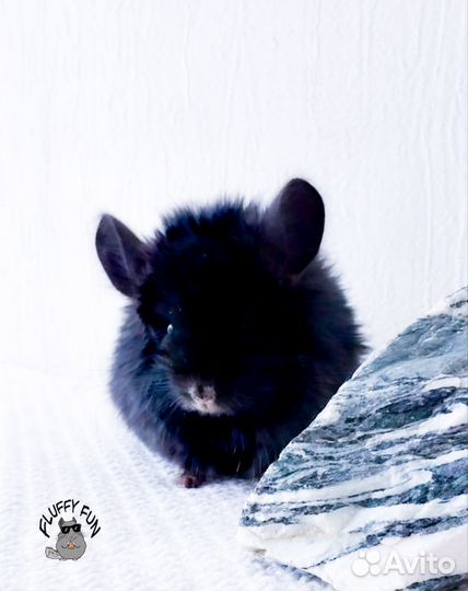 Шиншилла ангора по кличке Лео