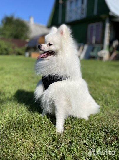 Вязка собак