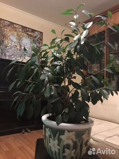 Фикус Ретуза Грин